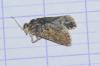 Aethes margarotana